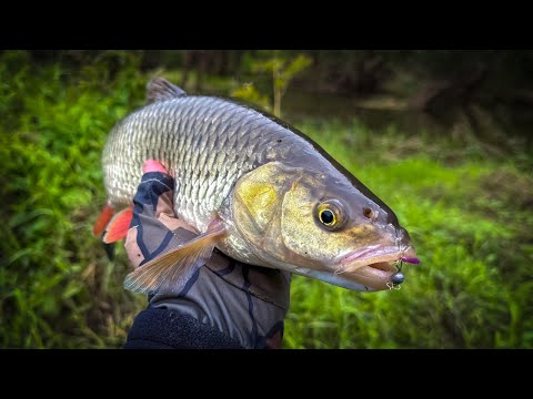 Видео: Я ЕГО ВЗЯЛ!!! ТРОФЕЙНЫЙ ГОЛАВЛЬ на НАНО ДЖИГ 🔥 ЗАВЕРШЕНИЕ ЛЕТНЕГО ГОЛАВЛЕВОГО СЕЗОНА