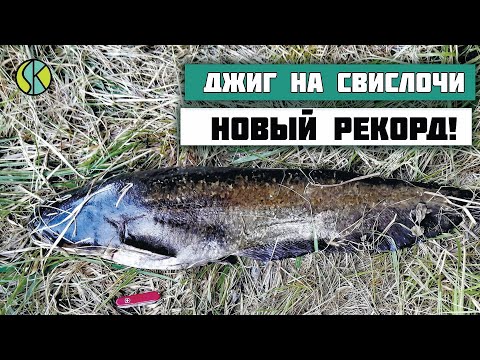 Видео: Ловил судака - клюнул СОМ | Рыбалка на Свислочи 2023