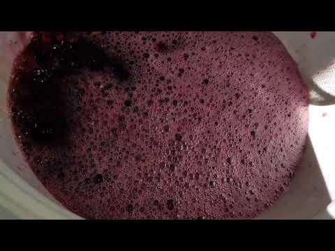 Видео: ИЗТОЧВАМЕ ВИНО/ ДОВЪРШИТЕЛНА РАБОТА ПО ГРАДИНАТА И ОЩЕ :)