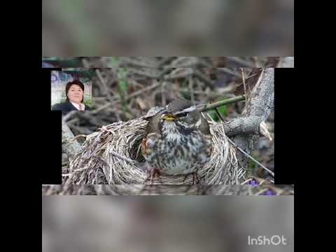 Видео: Канаттуулардын кобойушу жана орчушу