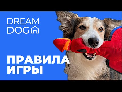 Видео: Как научить собаку играть по команде 🐶 7 правил идеальной игры