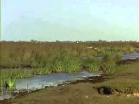 Видео: Кыр казлары артыннан