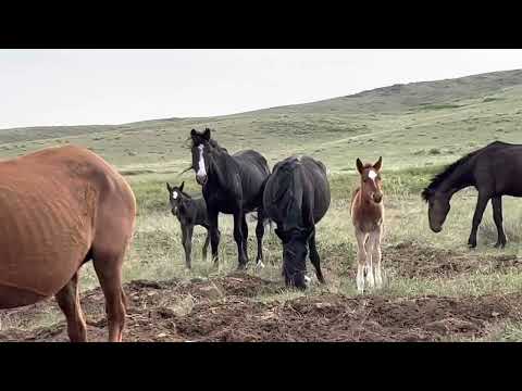 Видео: Биссовестный Акжал 🐎🐎🐎#айгыр #жылкы #лошади #коневодство #жеребец #