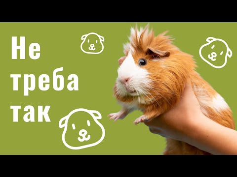 Видео: ТОП ПОМИЛОК В УТРИМАННІ МОРСЬКИХ СВИНОК | КАВІЯ СВІЙСЬКА: ДОГЛЯД І УТРИМАННЯ