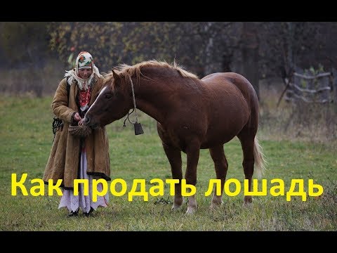 Видео: Как продать лошадь в хорошие руки?