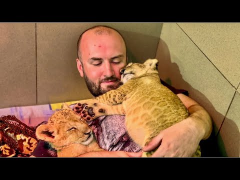 Видео: Милее вы сегодня НЕЧЕГО НЕ УВИДИТЕ! Два львенка наелись и УСНУЛИ ПРЯМО НА ДЕНИСЕ! 