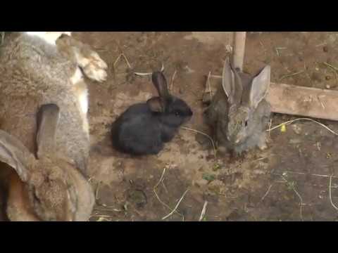 Видео: Без четверти год.