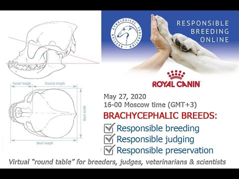 Видео: Брахицефальные породы с позиции ответственного собаководства: виртуальный круглый стол