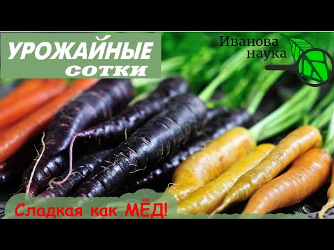 Видео: СДЕЛАЙТЕ ЭТО С МОРКОВЬЮ и она будет СЛАДКОЙ, без ТРЕЩИН и БОРОДЫ!