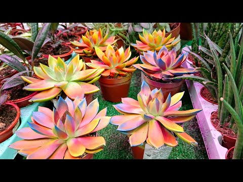 Видео: 🍃🪴Леруа Мерлен⚘Цветочки🍃