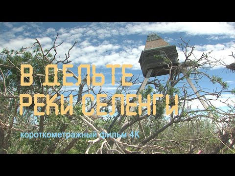 Видео: Байкал. Дельта реки Селенги. Птичьи колонии. Бакланы. Цапли.  4К. Nature of Russia.