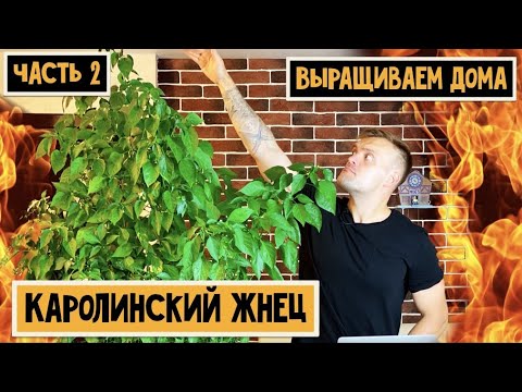 Видео: Каролинский жнец (Carolina reaper). Часть 2. Неожиданный поворот. 18+