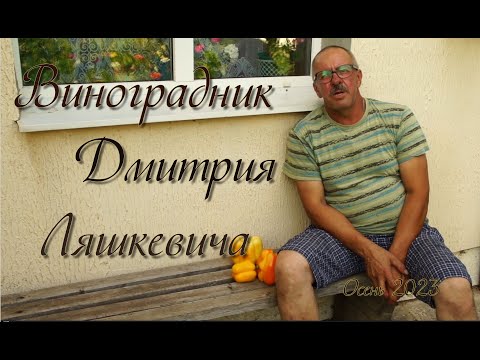 Видео: Виноградник Дмитрия Ляшкевича 2023