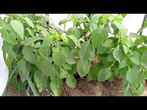 Видео: ОГОРОД✳️ВАНДАЛЫ НА ДАЧЕ✳️БОЛТАЛКА✳️
