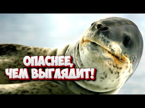 Видео: Улыбка морского леопарда - это улыбка Джокера! Как понять тюленя и при чём тут сирены?