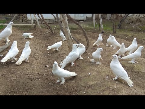 Видео: 2000 $ га 16 тасини сотмадим. ок куштикларни зурлари kabootar bazi, pigeons, kabutar bozor, голуби