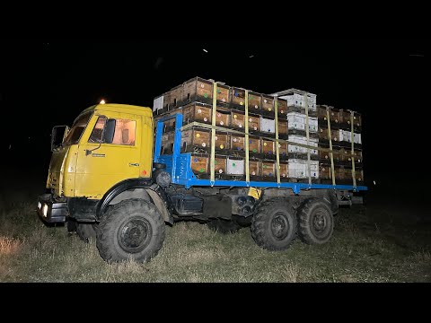 Видео: Погрузка 200 семей за 1 час. Перевозка пчёл на промышленной пасеке