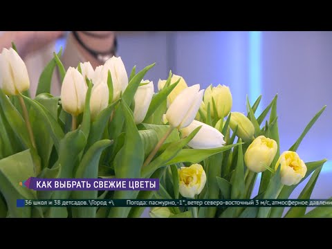 Видео: Как правильно выбрать свежие цветы
