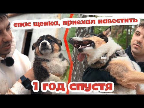 Видео: ДО и ПОСЛЕ ЩЕНОК со СВАЛКИ год спустя