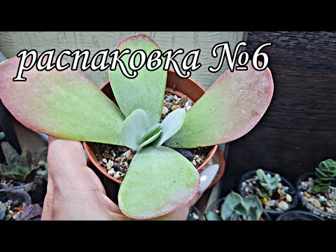 Видео: распаковка №6. посылка с суккулентами #succulent