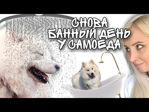 Видео: Снова БАННЫЙ день у самоеда Миши