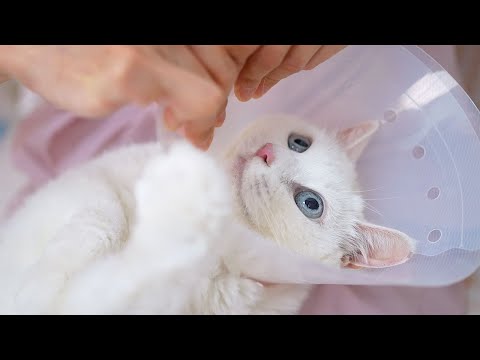 Видео: Голубые глаза этой белой кошки растопят ваше сердце!😻✂️