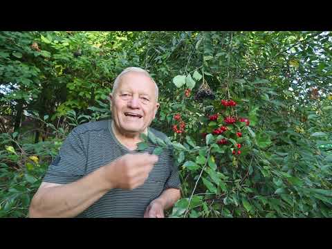 Видео: Секреты сладких вишен в моем саду. Часть 8, советы садоводам.