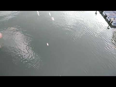 Видео: ХД (1040) ТАНЦЪТ НА ШАРАНИТЕ (Гребна база, Пловдив). п-р Митко ДИМИТРОВ