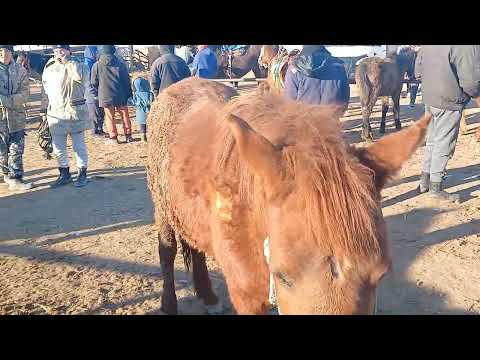 Видео: Кызылорда мал базар.  02.01. 2024. Жылкы багалы.