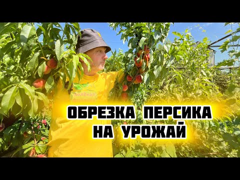 Видео: Обрезка персика от А до Я