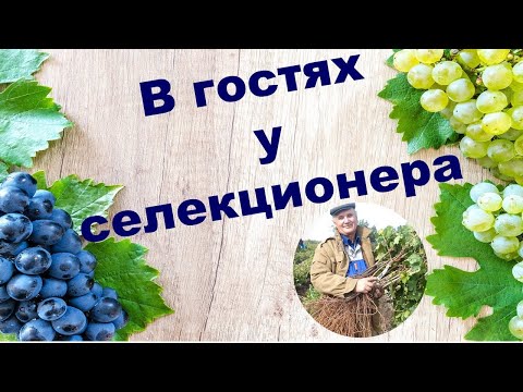 Видео: В гостях у виноградаря-селекционера Цуркана И.С.