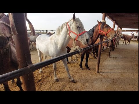 Видео: Шымкент Жылқы бағалары