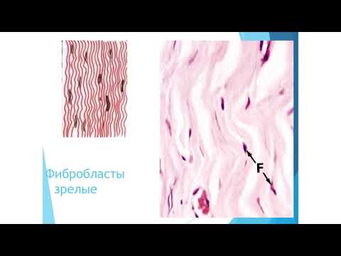Видео: Школа молодого клинического морфолога