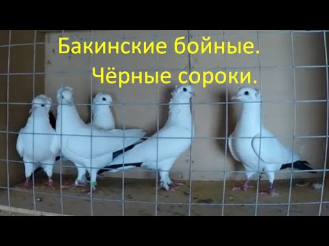 Видео: Цветнохвостые бойные (сороки).