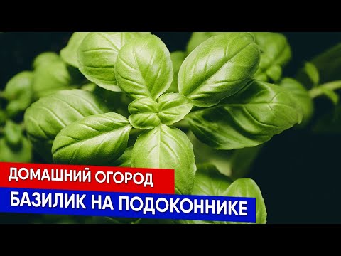 Видео: Домашний огород - базилик на подоконнике