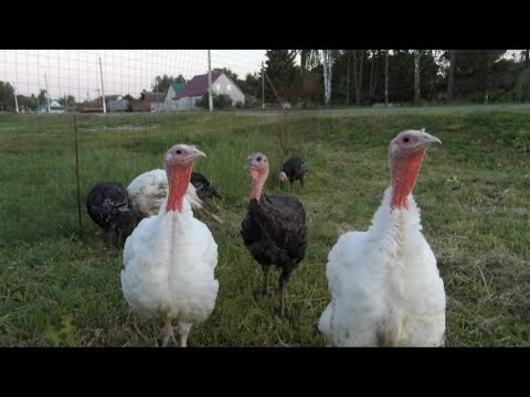 Видео: Вес бройлерных индюков в 70 дней.