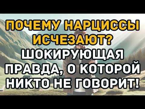 Видео: Почему нарциссы исчезают? Шокирующая правда, о которой никто не говорит!