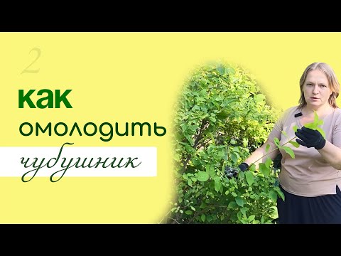 Видео: Как ПРАВИЛЬНО обрезать ЧУБУШНИК, омоложение «жасмина»