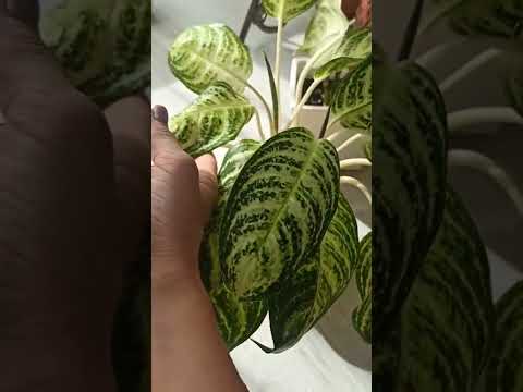 Видео: Адаптация тайских и голландских растений: результат двух-трёх месяцев