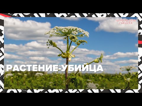 Видео: БОРЩЕВИК ЗАХВАТЫВАЕТ ПОДМОСКОВЬЕ | Что делать с растением? | Специальный репортаж