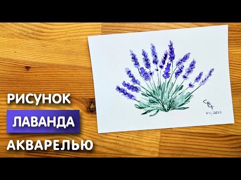 Видео: Как нарисовать лаванду карандашом и акварелью начинающим | Рисунок поэтапно и легко для детей