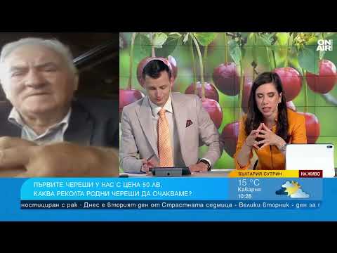 Видео: 50 лв. за кг череши - прецъфтяха за десетина дни, няма берачи