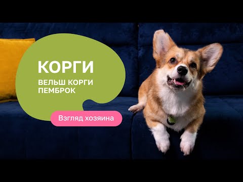 Видео: Вельш-корги-пемброк: все о породе, плюсы и минусы - шоу “Ожидание/реальность”