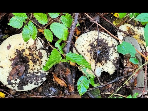 Видео: Грибы🍄окружили и идут в наступление. Такого я еще не видела никогда!!!Влог. Германия.🐇🍁Октябрь 2024