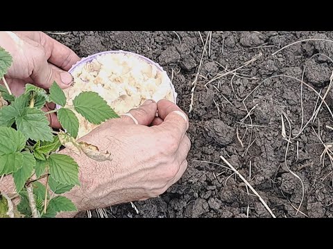 Видео: МУРАВЬИ КАК ОГНЯ БОЯТСЯ ЭТОГО СРЕДСТВА И БЕГУТ С УЧАСТКА / БЕЗОПАСНОЕ СРЕДСТВО ОТ МУРАВЬЕВ