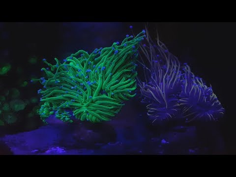Видео: ReefTank400  Vlog#37.  LPS коралл Эуфилия.  Euphyllia vs Clownfish.