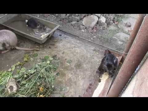 Видео: Вольер для нутрий!