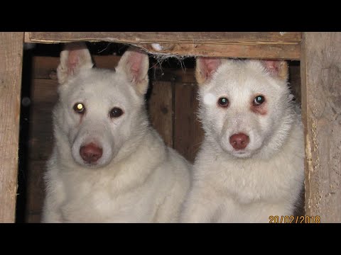 Видео: Злате 4 года С днем рождения