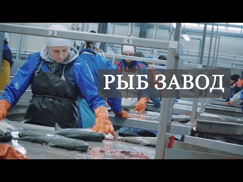 Видео: Рыбзавод Камчатка