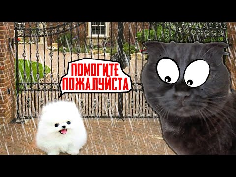 Видео: Кошки СПАСЛИ Маленького ЩЕНКА